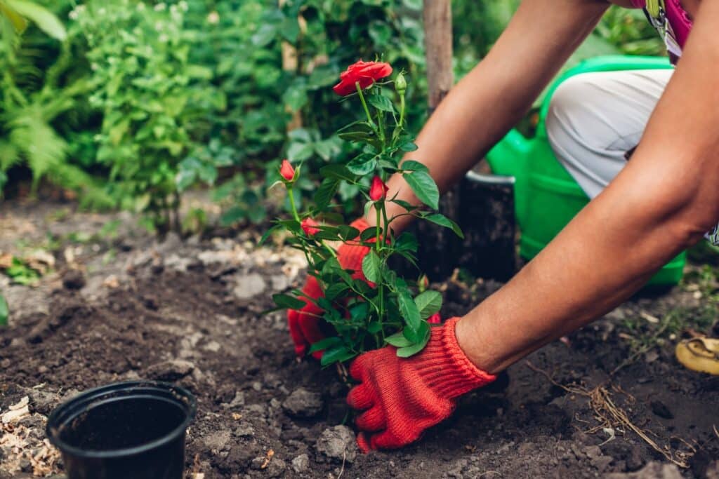 Potting out roses